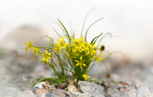 Leaves, flowers, yellow, stones, spring
