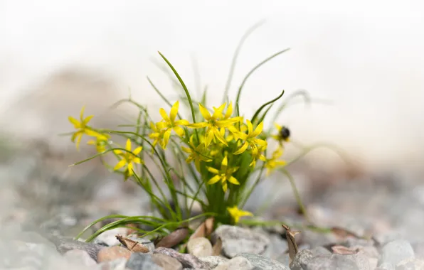 Leaves, flowers, stones, yellow, spring