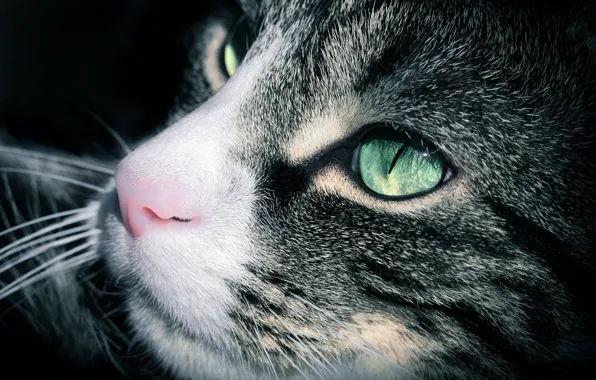 Cat, eyes, cat, look, face, light, close-up, eyes