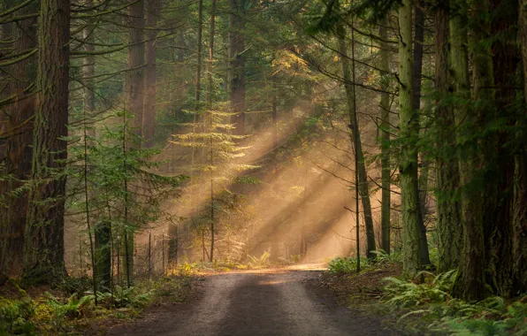 Picture forest, the sun, light, trees