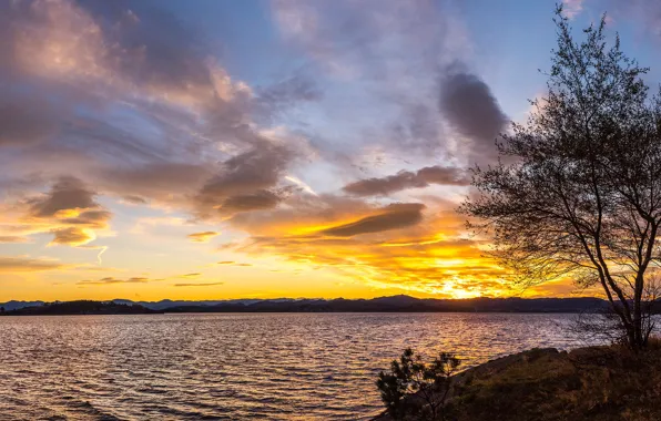 Sunset, tree, coast, the evening, Norway, Bay, Rogaland, Stavanger