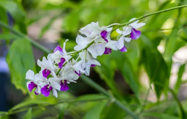 Picture leaves, nature, petals, stem, Orchid