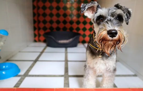 Play, inside, pet, small, boards, several, schnauzer dog, kennels