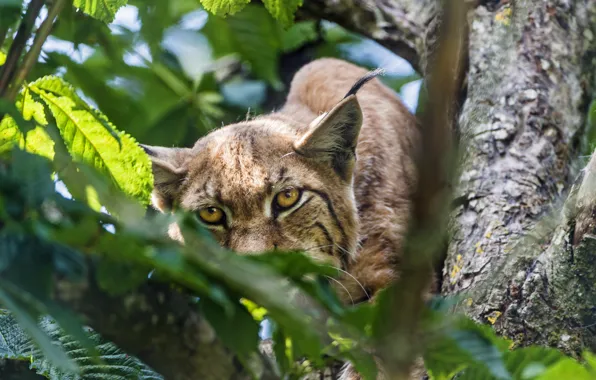 Cat, eyes, tree, foliage, lynx, ©Tambako The Jaguar