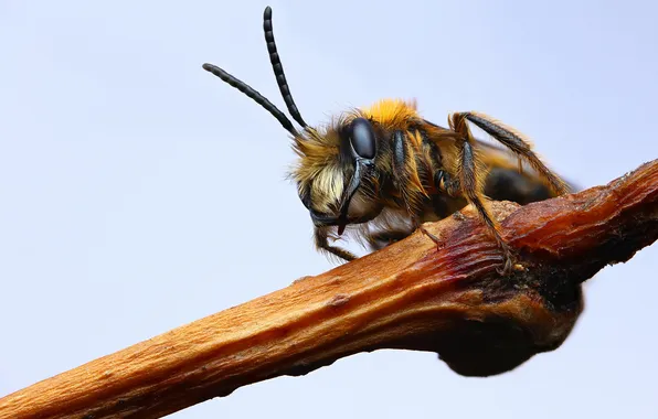 Macro, bee, insect, the honey bee, Shapovalov Andrey, On the perch, Apina, Apidae