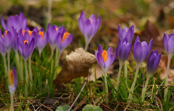 Leaves, flowers, glade, leaf, blur, spring, crocuses, blur