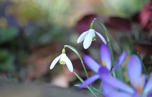 Flowers, blur, spring, petals, snowdrops, crocuses, white, Duo
