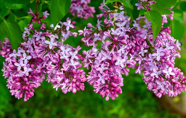 Greens, leaves, flowers, branches, spring, flowering, lilac, inflorescence
