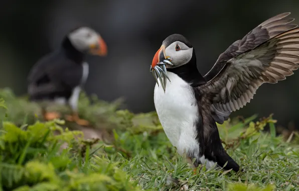 Grass, birds, nature, bird, fish, stalled, lunch, mining