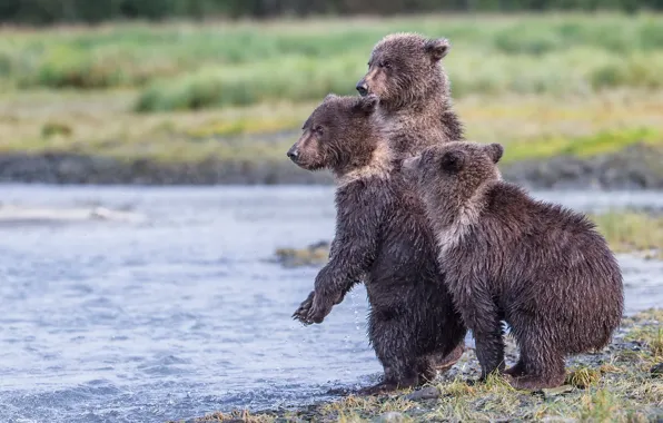Picture Alaska, reserve, Katmai National Park, three bear