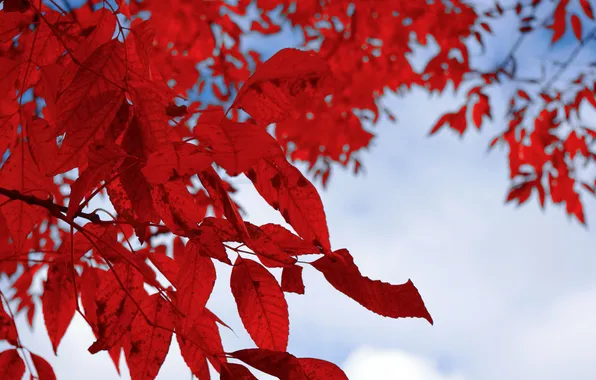 Picture white, leaves, red, branch