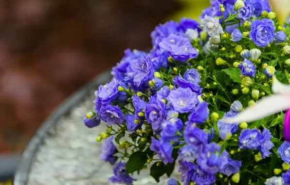 Macro, flowers, buds