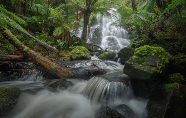 Forest, river, stones, waterfall, moss, Victoria, Australia, fern