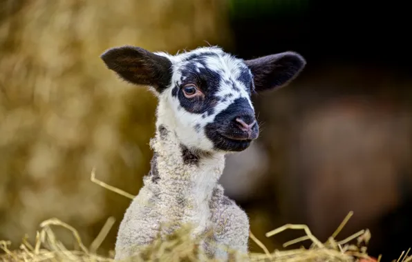 Portrait, lamb, sheep, sheep, lamb