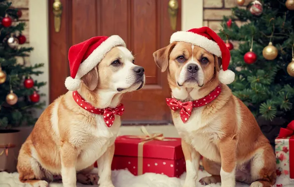 Dogs, look, house, the door, Christmas, outfit, New year, Mat