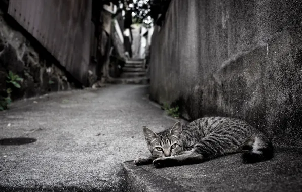 Picture cat, look, street
