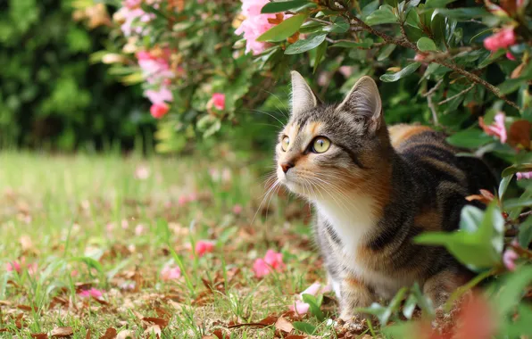 Cat, cat, look, flowers, branches, pose, glade, Bush