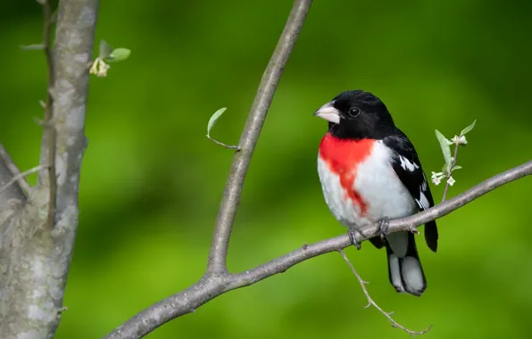 Nature, bird, The red-breasted cardinal Dubonosov