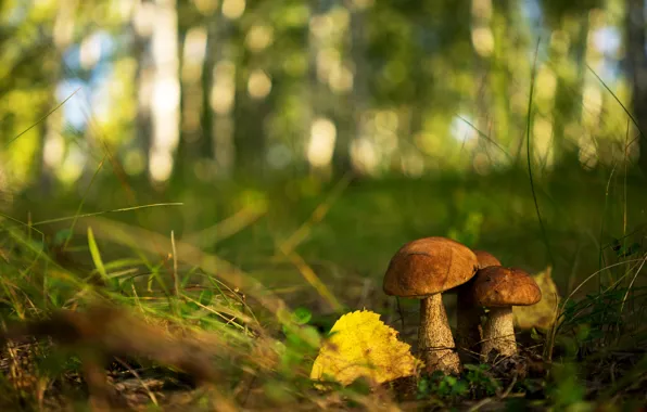 Autumn, forest, grass, mushrooms, leaf, bokeh, boletus