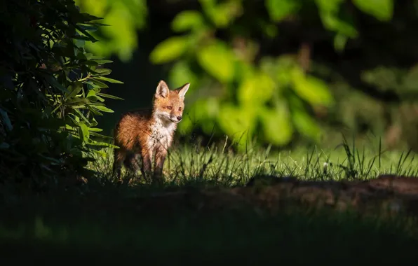 The edge of the forest, Fox, in the shadows