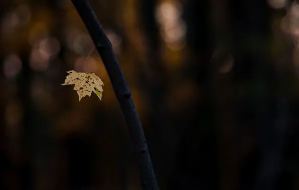 Macro, background, tree, widescreen, Wallpaper, blur, branch, leaf