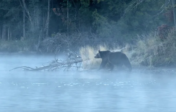 Forest, fog, river, morning, bear, grizzly