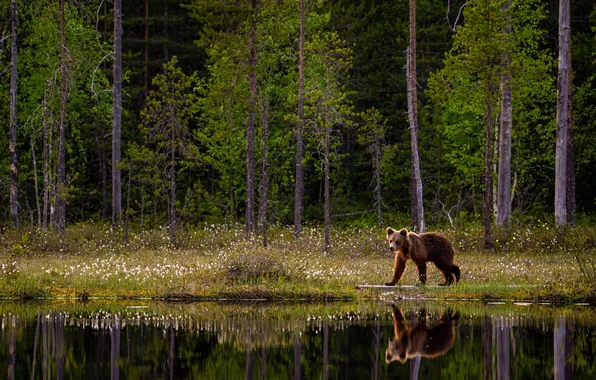 Forest, look, nature, pose, bear, bear, bear, face