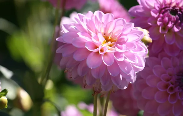 Picture Bokeh, dahlias, Pink flowers, Dahlia's, Pink flowers
