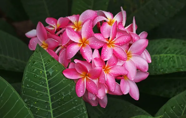 Leaves, drops, flowers, petals, pink, plumeria, inflorescence