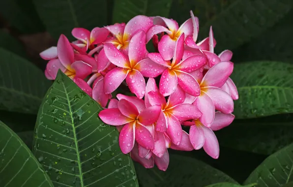Picture leaves, drops, pink, petals, Plumeria, flowers, inflorescence