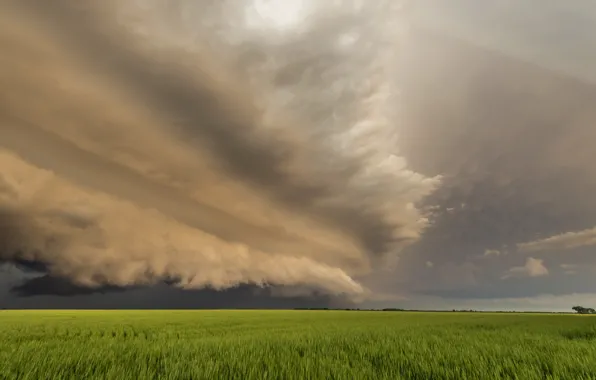 Field, summer, the sky, landscape