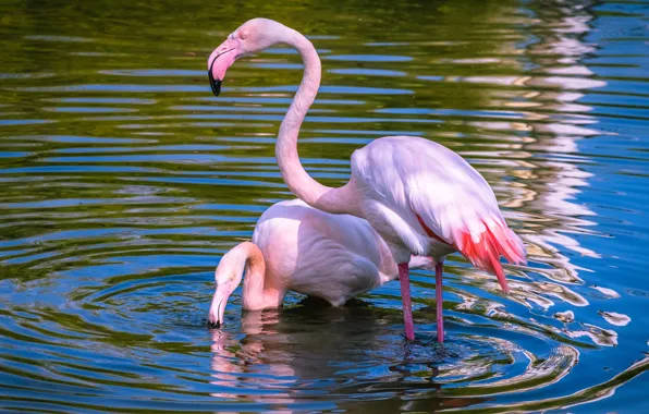 Water, light, birds, nature, lake, pond, calm, two