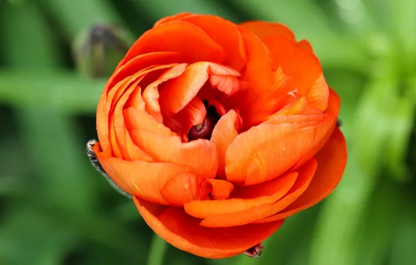 Flower, macro, orange, green, background, petals, Ranunculus, Buttercup