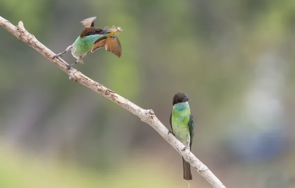 Picture birds, two, branch, insect, mining, bee-eaters