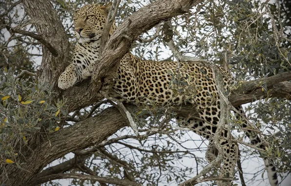 Picture tree, stay, predator, leopard, wild cat