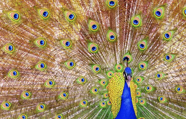 Bird, pattern, feathers, tail, peacock