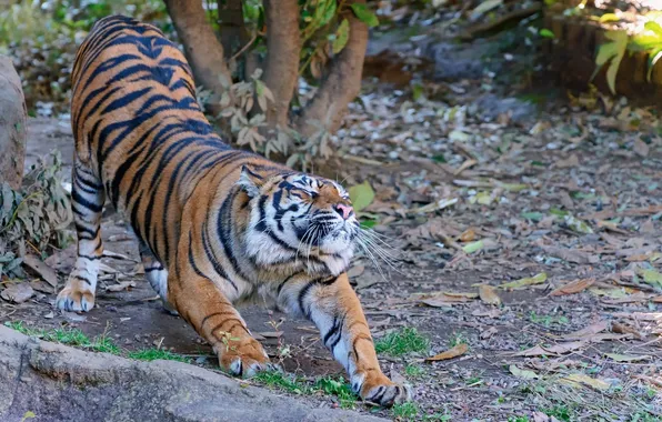 Face, tiger, pose, predator, paws, wild cat, stretching, warm-up