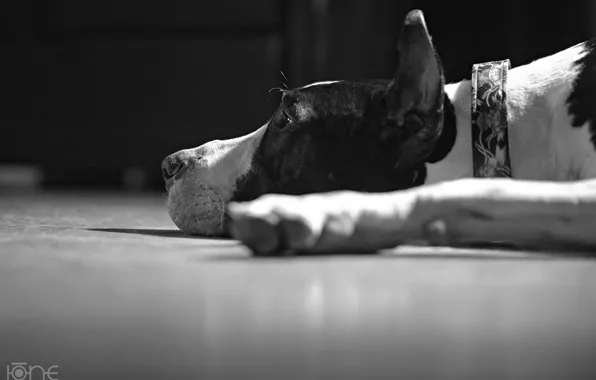 Lies, Great Dane, by ONE-Photographie