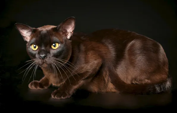 Picture cat, background, grace, Burma, the Burmese, chocolate color