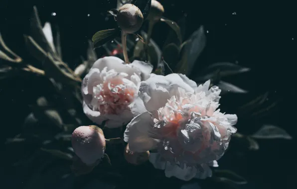 Drops, flowers, the dark background, bouquet, white, buds, peonies, peony