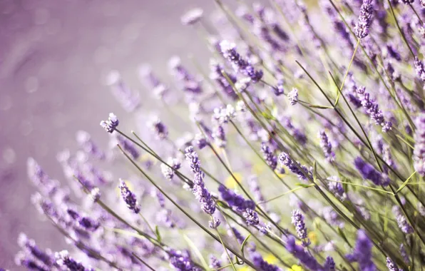 Field, grass, flowers, field, lavender, lilac