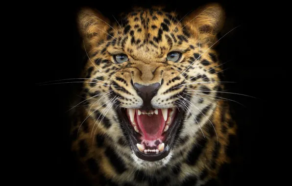 Background, leopard, roar