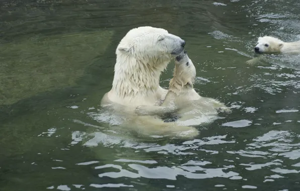 Picture water, tenderness, bears