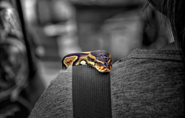Picture color, snake, shoulder
