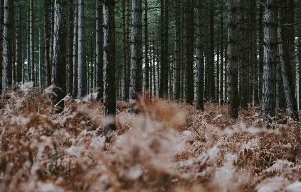 Forest, trees, nature, dry, fern