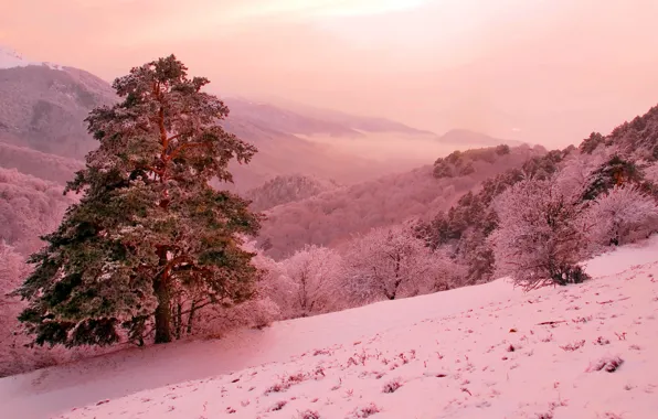 Winter, mountains, fantasy, pink, slope, pine