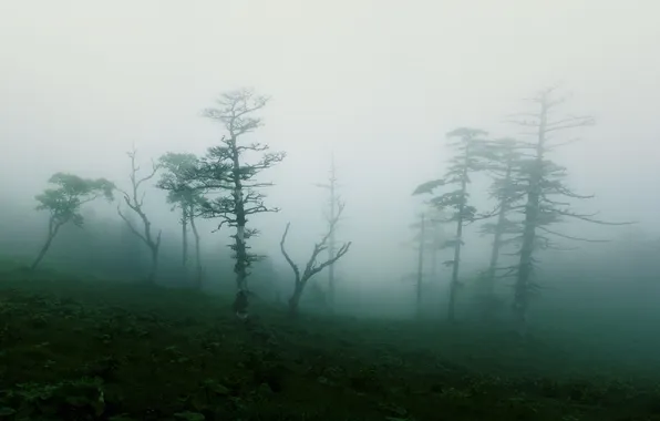 Trees, nature, fog