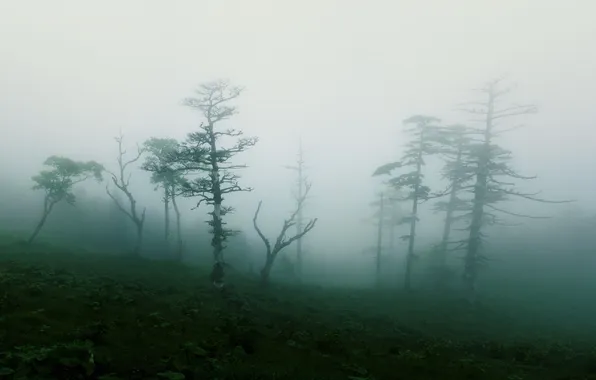 Picture trees, nature, fog