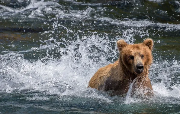 Water, squirt, river, bear, Alaska, bathing, Alaska, Katmai National Park