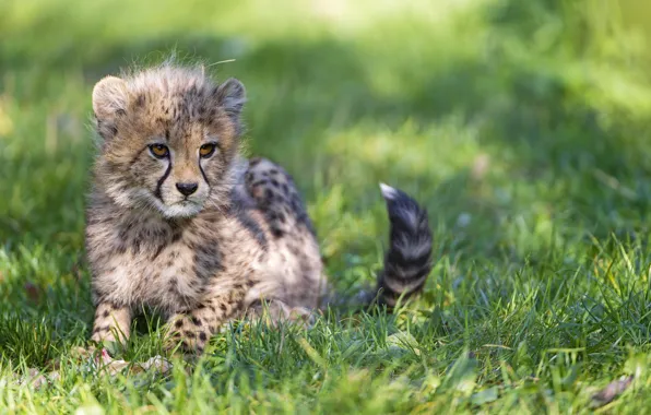 Picture cat, grass, shadow, Cheetah, cub, kitty, ©Tambako The Jaguar
